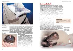 farbratten_rattus_norvegicus_f__dom_1_1886151794