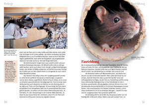 farbratten_rattus_norvegicus_f__dom_2_1225170448