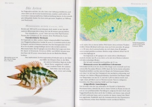 flaggenbuntbarsche_mesonauta_3_773704611