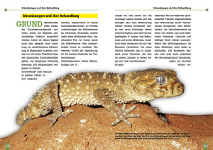 grosse_raue_knopfschwanzgecko_nephrurus_amyae_3