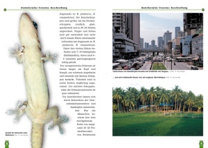 hausgeckos_1