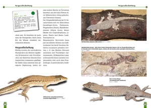 hausgeckos_2