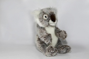 Koala - Frontansicht 