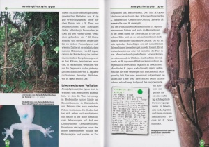 jungferngeckos_3_274188383