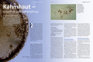 koralle_112_-_korallenfisch-nachzucht_3