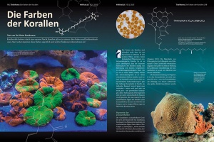 Die Farben von Korallen