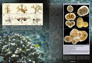 koralle_53_-_grosspolypige_steinkorallen_lps_im_aquarium_2