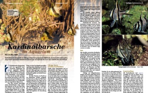 koralle_92_-_kardinalbarsche_2