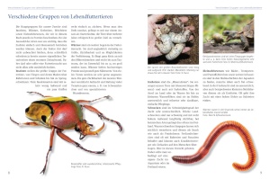 Verschiedene Gruppen von Lebendfuttertieren