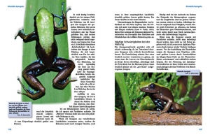 madagaskar-buntfroesche_-_die_gattung_mantella_3