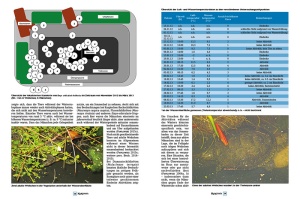 marginata_50_-_bedrohung_und_schutz_von_meeresschildkroeten_3