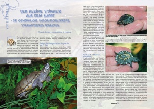 marginata_64_-_gewoehnliche_moschusschildkroete_1