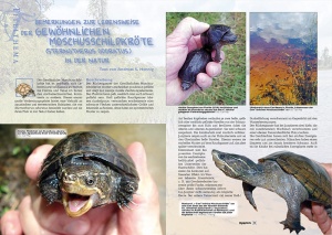 marginata_64_-_gewoehnliche_moschusschildkroete_2