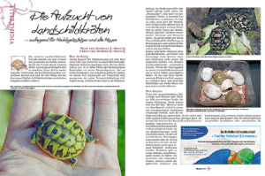 marginata_72_aufzucht_von_landschildkroeten_2