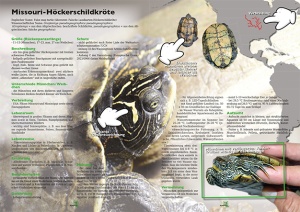 marginata_kids_3_-_freilandterrarien_fur_landschildkroten_3