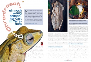 ohrenfrosch_seite_40