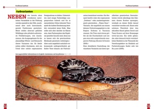 ostafrikanische_sandboa_1