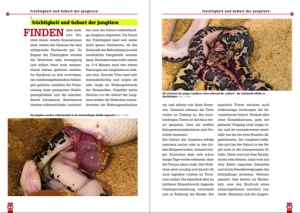 ostafrikanische_sandboa_3