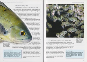 pfauenaugenbuntbarsch_astronotus_1_909454268
