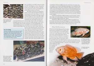 pfauenaugenbuntbarsch_astronotus_3_1485106772