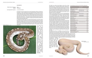 python_regius_-_atlas_der_farbmorphen_1