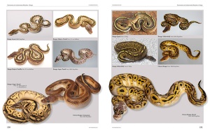 python_regius_-_atlas_der_farbmorphen_3