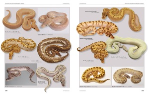 python_regius_-_atlas_of_colour_morphs_keeping_and_breeding__2