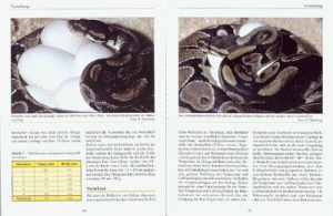 python_regius_-_der_konigspython_2