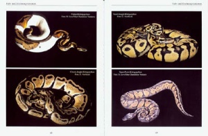 python_regius_-_der_konigspython_3