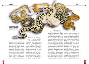 ratgeber_zur_haltung_des_koenigypythons_-_python_regius_-_im_terrarium_2_939114248