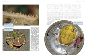 ratgeber_zur_haltung_von_schmuckhornfroeschen_der_gattung_ceratophrys_im_terrarium_1
