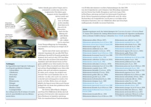 regenbogenfische_1