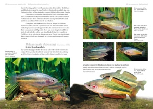 regenbogenfische_3