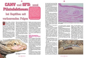 reptilia_132_-_lygodactylus_-_tagaktive_zwerggeckos_2_683044967