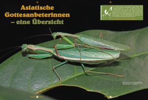 Ein Überblick über Asiatische Gottesanbeterinnen