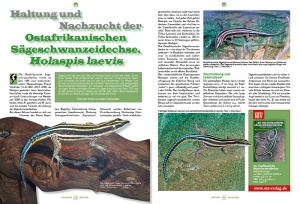 Haltung und Nachzucht der Ostafrikanischen Sägeschwanzeidechse, Holaspis laevis