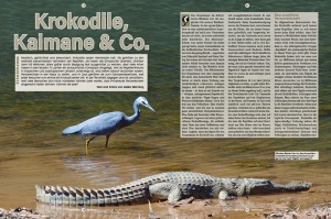 reptilia_161_-_krokodile_kaimane_und_co_1