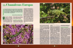 reptilia_163_-_europaeische_chamaeleons_1_2087577569