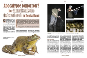reptilia_164_-_ochsenfrosch_und_co_3