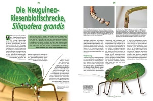 reptilia_165_-_blauzungenskinke_2