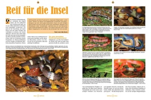 reptilia_165_-_blauzungenskinke_3