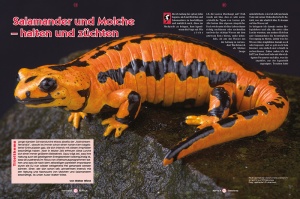 reptilia_172_-_salamander_und_molche_halten_und_zuechten_1