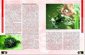 schildkroeten_im_gartenteich_2_961928105
