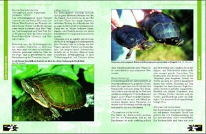 schildkroeten_im_gartenteich_3_2130509911