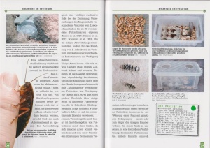schreibers_glattkopfleguan_9783937285702_3_284494511