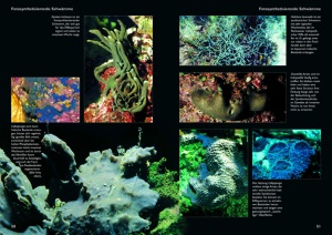 schwaemme_im_meerwasseraquarium_3_1257555206