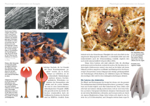 seeigel_im_meerwasseraquarium_cidaridae_diadematidae_echinometridae_1