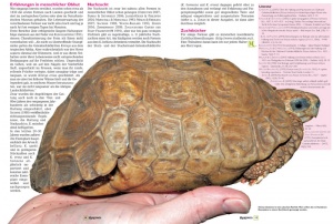 seiten_aus_marginata_34