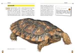 spaltenschildkroete__2
