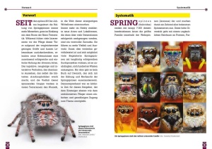 springspinnen_-_phidippus_hyllus_plexippus_1